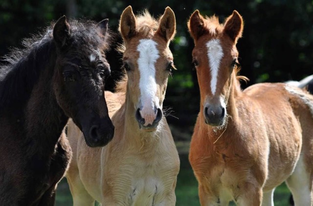 Colonie de vacances poney et petit fermier dans l'Yonne - Image 2