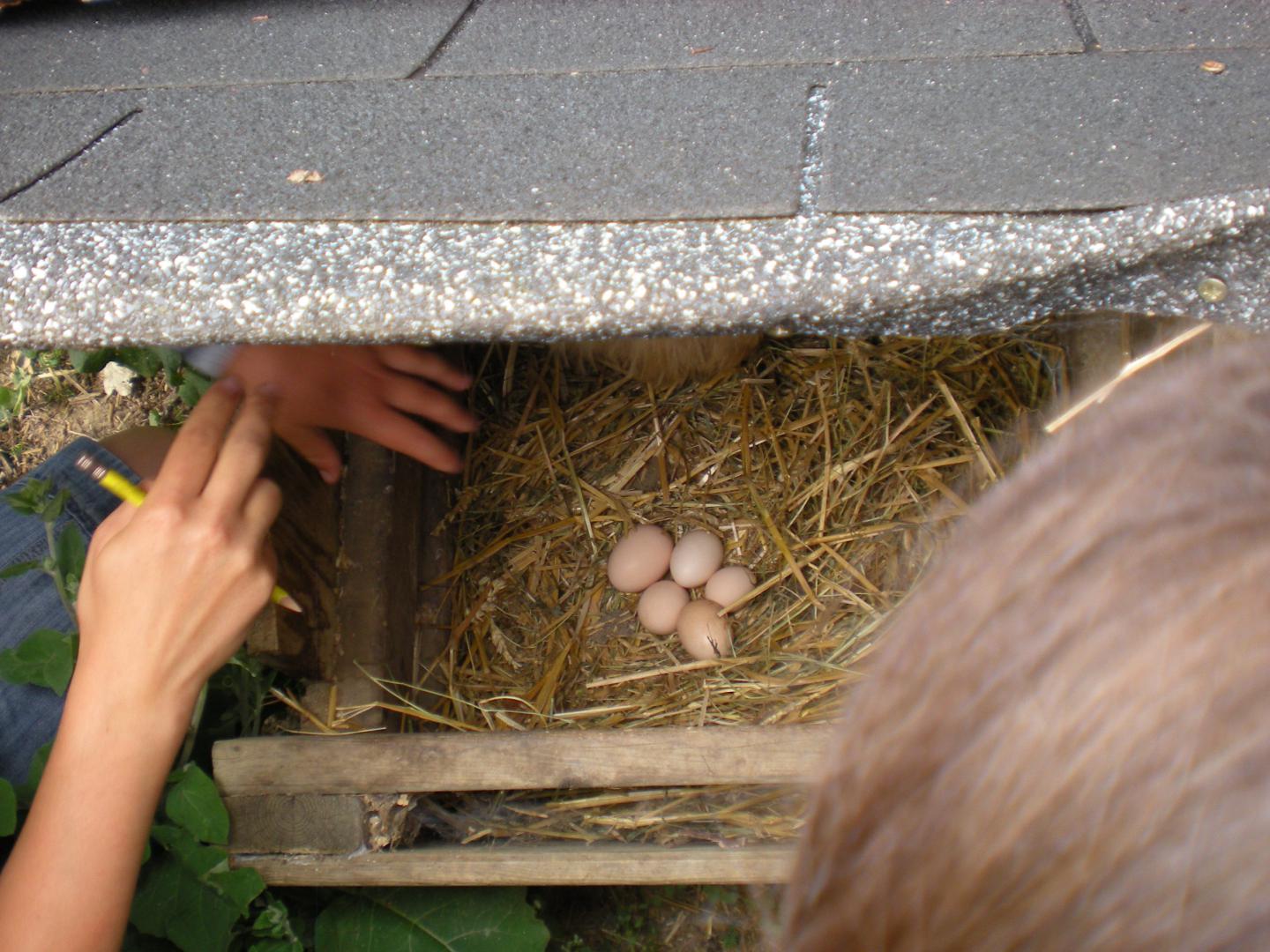 Les p'tits gribouilles à la ferme - Image 3