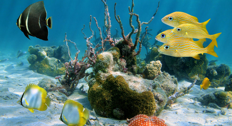 Guadeloupe, l’Ile d’Emeraude Hiver