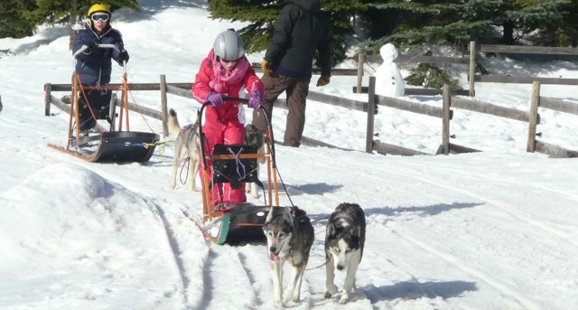 Chiens de traîneaux et ski alpin dans les Pyrénées